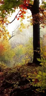 Serene autumn forest with colorful foliage and vibrant greenery.