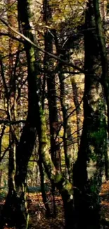 Autumn forest with towering trees and vibrant fall colors.