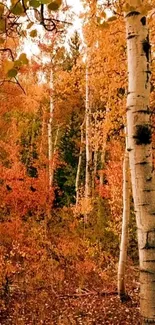 Autumn forest scene with orange leaves and birch trees.