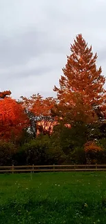 Orange autumn trees in a serene forest setting.