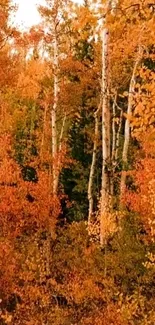 Vibrant autumn forest with orange leaves.