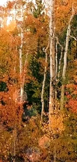 Vibrant autumn forest with orange trees and serene nature atmosphere.