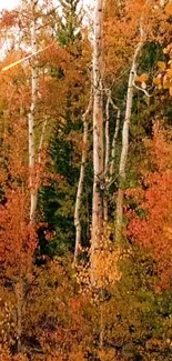 Vibrant autumn forest with birch trees and colorful foliage.