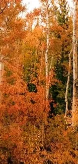 Vibrant autumn forest scene with orange leaves and trees.