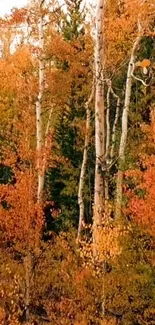 Vibrant autumn forest with birch trees and orange leaves.