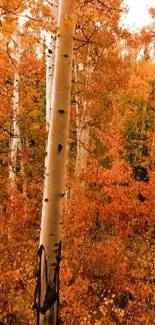 Autumn forest wallpaper with orange leaves and birch trees, illustrating fall beauty.