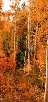 Beautiful autumn forest with orange leaves and birch trees.