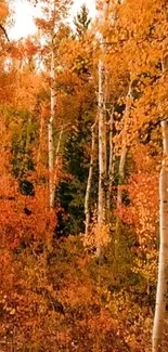 Orange autumn forest wallpaper with vivid leaves.