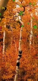 Autumn forest with birch trees and vibrant orange foliage.