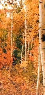 Autumn forest with birch trees and orange leaves.