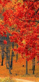 Autumn forest with vibrant red leaves and a winding path.