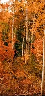 Vibrant autumn forest with orange foliage and tall trees.