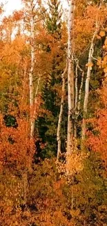 Vibrant autumn forest wallpaper with rich orange hues and tall birch trees.