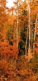 Autumn forest with colorful foliage and birch trees in vibrant hues.