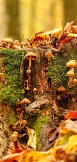 Mushrooms on a forest log with autumn leaves and warm hues.