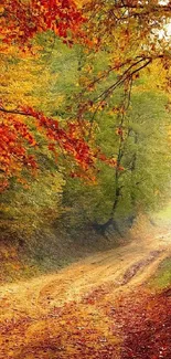 A serene forest path with vibrant fall foliage and colorful trees.