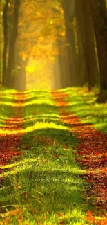 Autumn forest path with golden sunlight and vibrant leaves.