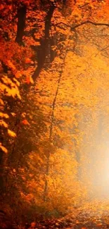 Sunlit autumn forest path with vibrant orange leaves.