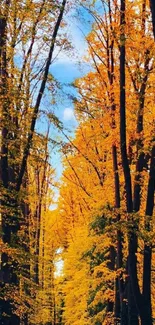 Beautiful autumn forest path with vibrant orange leaves and tall trees.