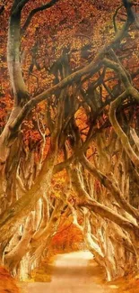 Autumn pathway with twisting trees and vibrant orange leaves.