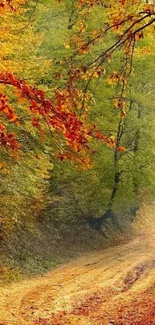 Autumn forest path with vibrant leaves and winding trail.