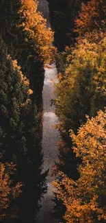 Autumn path through a forest with vibrant orange foliage.