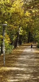 Autumn forest path with golden yellow leaves.