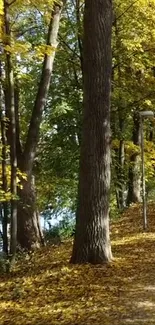 Autumn forest path with yellow leaves and tall trees, perfect for mobile wallpaper.