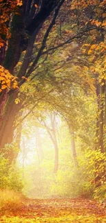 Sunlit autumn forest path with vibrant leaves.