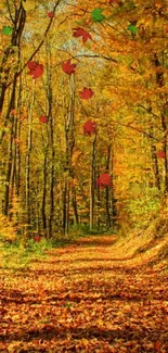 Autumn forest path with vibrant foliage and orange leaves.