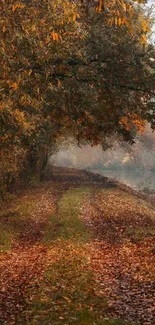 Autumn forest path with vibrant foliage along a tranquil river.