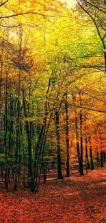 Autumn forest path with vibrant orange leaves.