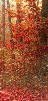 Autumn forest pathway with vibrant red leaves and serene atmosphere.