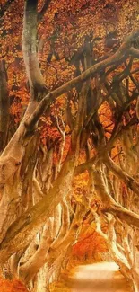 Autumn forest path with vibrant orange leaves and intertwined tree branches.