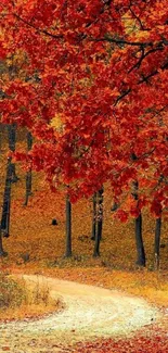 Autumn forest pathway with vibrant orange foliage.