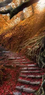 Autumn forest with pathway and colorful foliage.