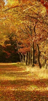 Beautiful autumn forest pathway with golden leaves and vivid fall colors.