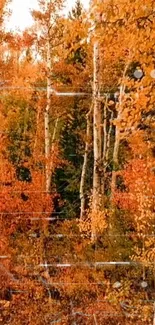 Autumn forest with vibrant orange leaves.