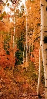 Stunning autumn forest with birch trees and vibrant orange foliage.