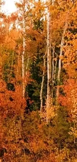 Stunning autumn forest with orange leaves and birch trees.