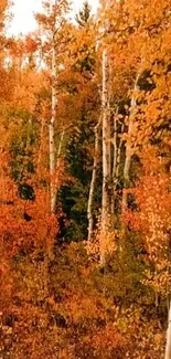 Vibrant autumn forest with orange leaves and birch trees.