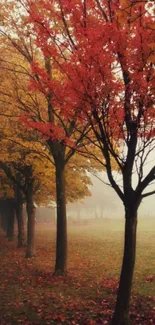 Autumn forest wallpaper with orange leaves.