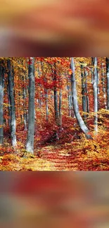 Autumn forest with colorful trees in vibrant orange and red hues.