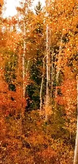 Glittering autumn forest phone wallpaper.