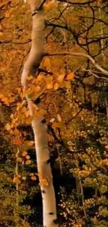 A beautiful autumn forest with a birch tree and orange leaves in the foreground.