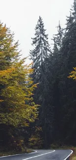 Winding road through autumn forest with tall trees.