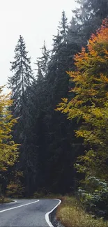 Scenic autumn road through a vibrant forest with colorful trees.