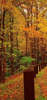 Beautiful autumn forest road with vibrant fall colors.