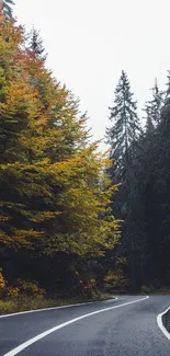 Winding road through colorful autumn forest with tall trees.