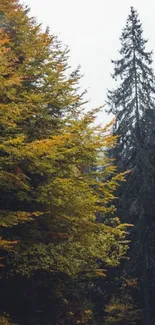 Serene autumn forest road with vibrant foliage.